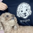 일러스트 | 강아지 커스텀 티셔츠 제작 반려동물 일러스트 굿즈 웨어탯 후기