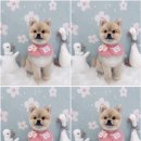 하늘펫살롱 이미지