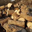 여우가달을사랑할때 이미지