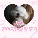 (주)덴탈맥스 | 강아지 덴탈껌 추천 치석관리 벨라맥스 후기