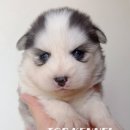 프리미엄 켄넬 이미지