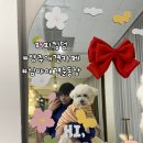퍼피애견 | [경기] &#39;퍼피킹덤&#39; / 새벽까지하는 양주 야간애견카페 방문 솔직후기