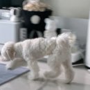 강아지세상 | 강아지 매너벨트 추천! 반려세상 기저귀 직접 써본 리얼후기