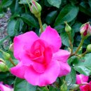 마음향기 시낭송 이미지