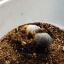 화성사슴농장 이미지