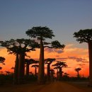 바오밥나무 이미지