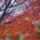 내장사입구 | 정읍 내장산 내장사 단풍실황,단풍현황,주차,셔틀,대기시간,케이블카,입장료