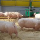 가나안농장 이미지