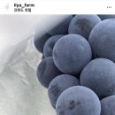 일리아팜 네이버블로그