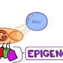 히스톤(HisTone) 이미지