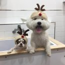 강아지 이발관 이미지