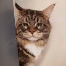 예뻐질고양 이미지