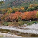 운문산 군립공원야영장 | 단풍이 든 운문산군립공원야영장/운문산군립공원 소머리야영장