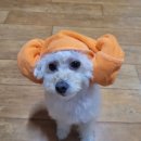 비나리펜션 | 양양 펜션 복골온천 강아지와 함께 즐기는 온천 이용 솔직 후기