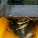 광탄낚시터 이미지