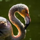 플라밍고 이미지