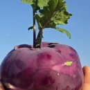 글로리팜 이미지