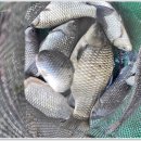 삼인낚시터 이미지