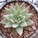 반듯한 멍이 이미지