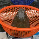 하은 | [태안] 서부시장 횟집&회포장 맛집 '하은수산' 내돈내산 솔직후기!