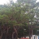송림공원 이미지