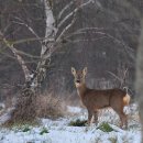 노루 [Roe deer] 이미지