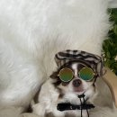 위드독애견스파풀빌라 이미지