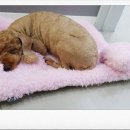 닥터팬더 동물병원 이미지