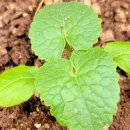 루나리아(lunaria)