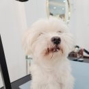 그루밍 하와이 이미지