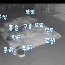 해피하개 이미지