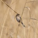 여주-1038 이미지