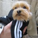 도그바라기 이미지