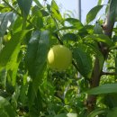 주일농장 이미지