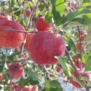 소망농장 | 문경사과 하늘소망농원 – 신선함이 살아있는 부사 5kg 10kg 주문 후기