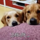 한입주개 이미지