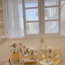 해피 도그 데이 이미지