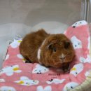 밥통소프트 | 기니피그 기록 #1 | 기니피그 입양 후 130일, 실제 들어간 총 구매 비용과 구매처 그리고 현실 월...