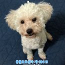 마포구 성산2동주민센터 Daum카페