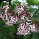 오월의수수꽃다리 이미지