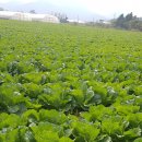 해맑음농장 이미지