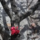 천자봉해오름길(안민고개7km지점) | ⑦ㅣ진해장천동상리마을-진해드림로드·천자봉해오름길샘터·안민고개·안민휴게소·해병훈련체험테마...