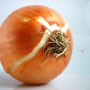 로뎀 농장 이미지