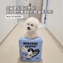 뽀송강아지 | ​[강아지배변패드] 흡수력 대박! 루팡 뽀송키퍼 고흡수 애견패드 소형 실사용 후기