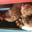 순풍농장 이미지