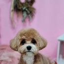 개꿀이발소 이미지