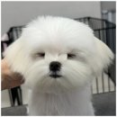 애견매니아 | 양산애견미용 숱 없는 말티즈 미용, 강아지 미용 핸즈독 애견 미용실 내돈내산