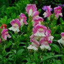 ㈜가자제주렌트카 | [제주도 렌트카 렌터카 업체 추천!] 가자제주렌트카 가자제주렌트카, 친절하고 가성비 좋은 곳