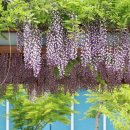 라탄공예 이미지