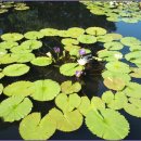 보타니칼 이미지